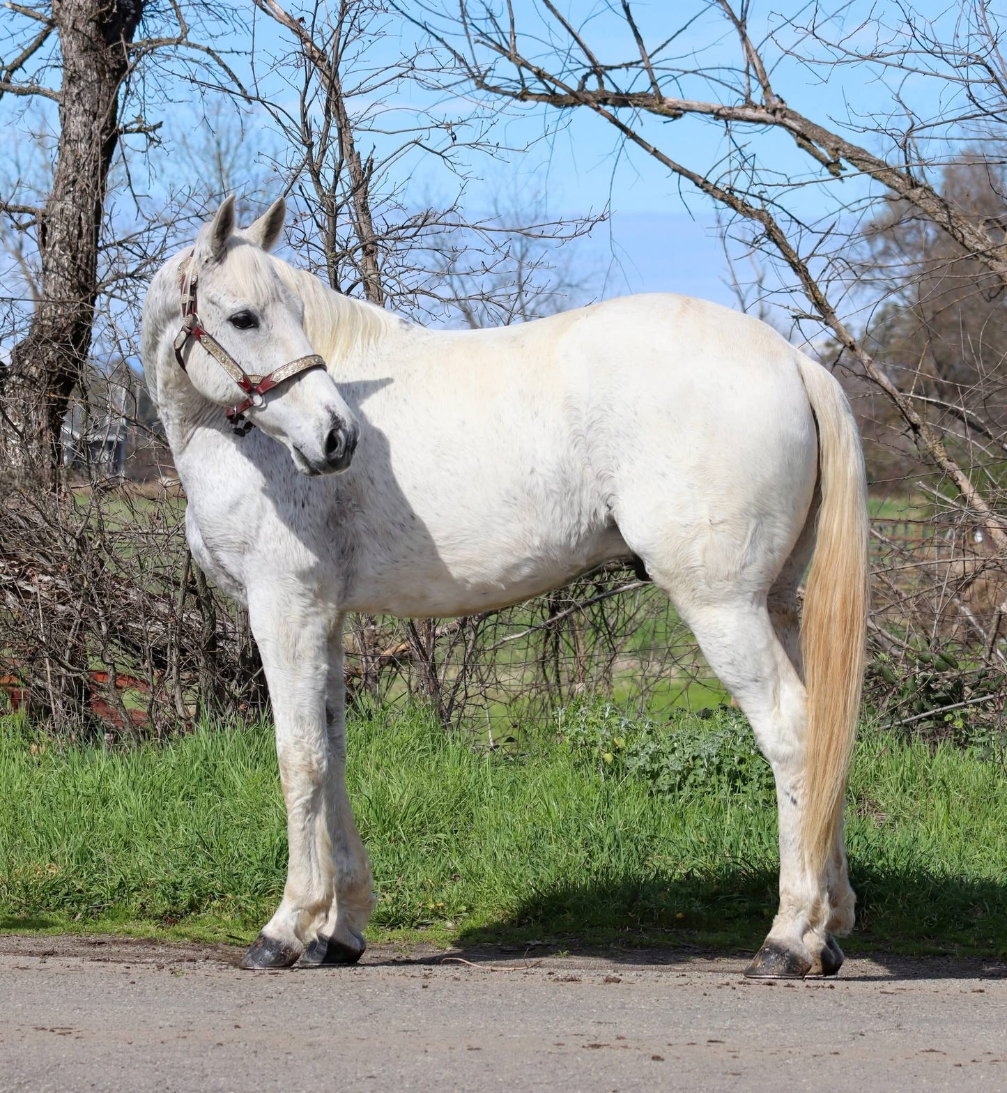Half Lease GeeGee